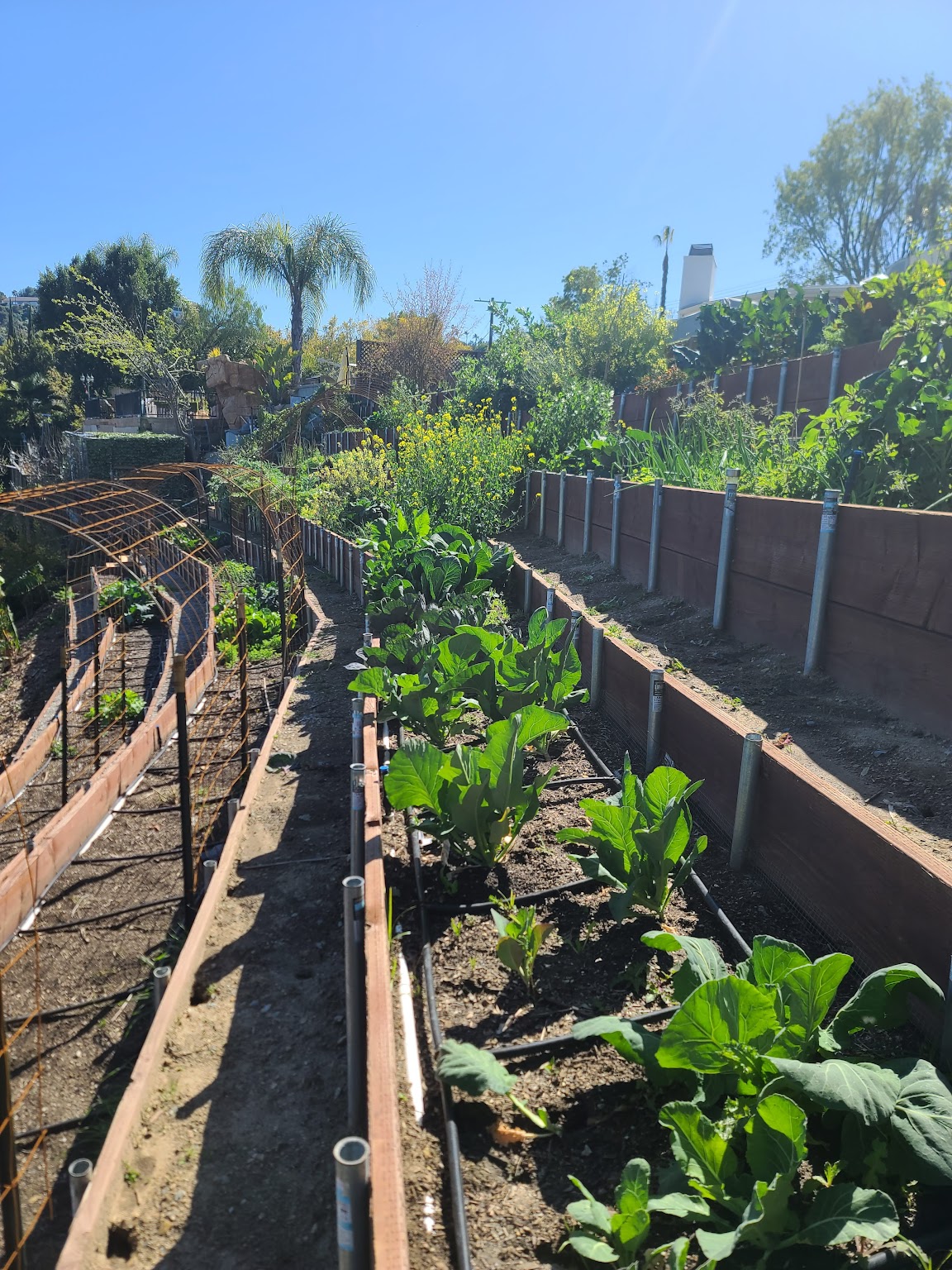 Terraced pipe-and-board growing rows
